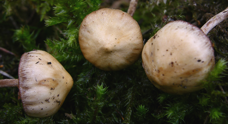 Galerina da determinare n�8.